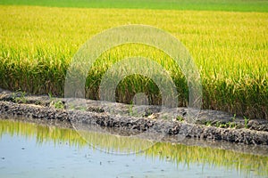 Rice Farm