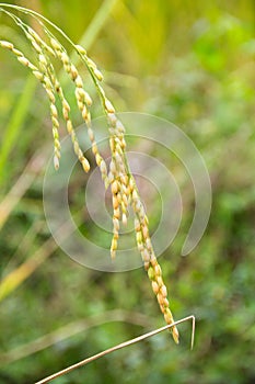 Rice farm