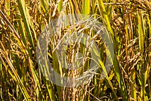 Rice farm