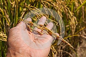 Rice farm