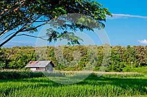Rice farm with blue sky
