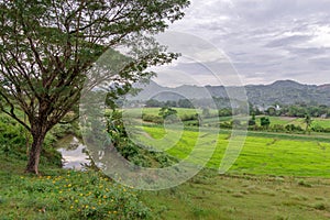 Rice farm at Capas , Philippines photo