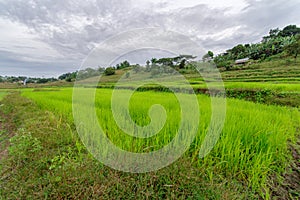 Rice farm at Capas photo