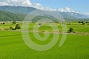 Rice farm in country