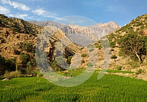 Rice farm in Dena mountain, Zagros