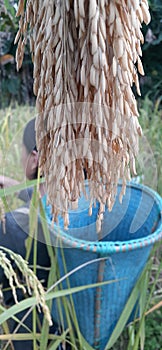  rice  farm  fauna  naturals