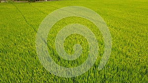 Rice Farm field which beautiful green color from rice plant