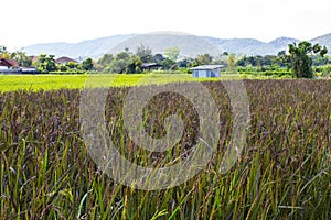 Rice farm in forest with mountain