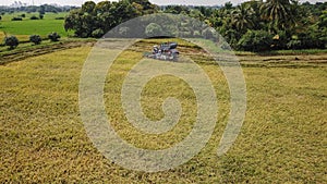Rice farm on harvesting season by farmer with combine harvesters