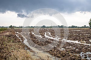 Rice farm during harvesting in Thailand