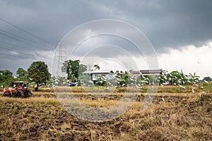 Rice farm during harvesting in Thailand