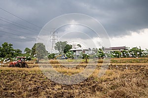 Rice farm during harvesting in Thailand