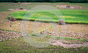 Rice farm in Kengtung