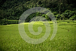 Rice farm in Kengtung