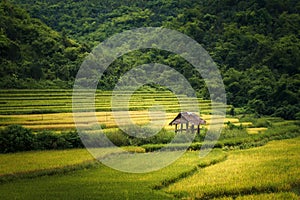 Rice farm in Kengtung