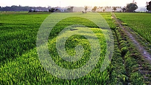 A rice farm planted in SRI system.