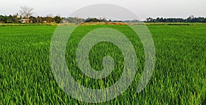 A rice farm planted in SRI system.