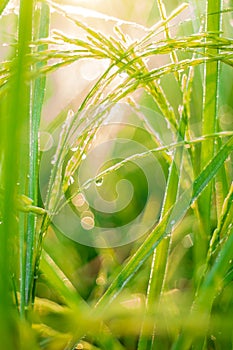 Rice farm,Rice field,Rice paddy, rice pants,Bokeh dew drops on the top of the rice fields in the morning sun,along with the rice