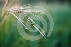 Rice farm,Rice field,Rice paddy, rice pants,Bokeh dew drops on the top of the rice fields in the morning sun,along with the rice