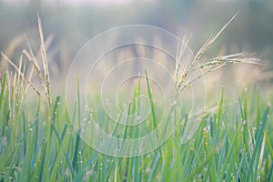 Rice farm,Rice field,Rice paddy, rice pants,Bokeh dew drops on the top of the rice fields in the morning sun,along with the rice