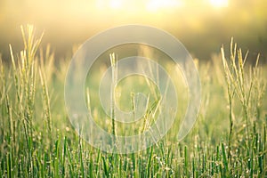 Rice farm,Rice field,Rice paddy, rice pants,Bokeh dew drops on the top of the rice fields in the morning sun,along with the rice