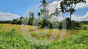 Rice Farm in Western Samar, Philippines