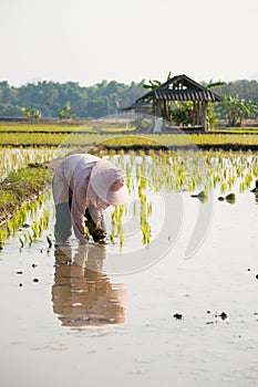 Rice farmer plant rice sprouts