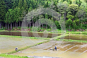 Rice farmers