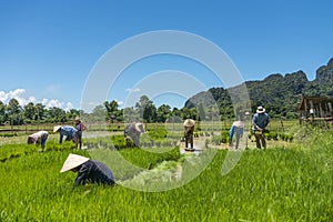 Rice farmers in Laos