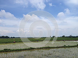Rice farmers on Madura, Indonesia photo