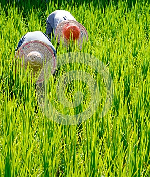 Rice Farmers Malaysia Field Nature Concept