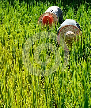 Rice Farmers in Malaysia Harvesting Countryside Concept