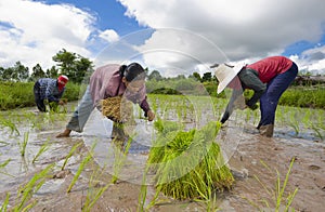 Rice farmers in img