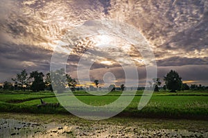 Rice farmers in Thailand