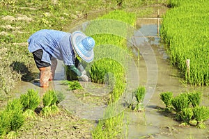 Rice farmers are withdrawing the seedlings to transplanting photo