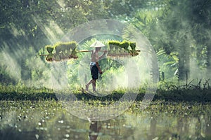 Rice farming, Farmers grow rice in the rainy season