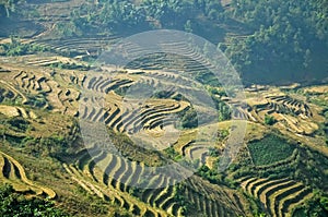 Rice farming horiculture on Vietnam mountain