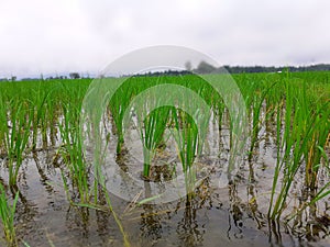 Rice farming in India. Green rice plants in the field. Rice garden