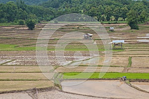 Rice farming out season in Thailand