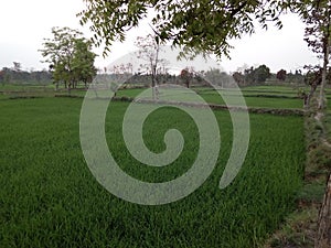 Rice farming at rular indian village