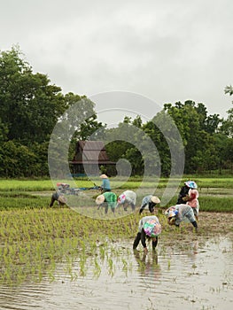 Rice farming season in Thailand