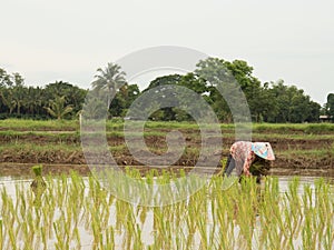 Rice farming season in Thailand