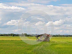 Rice farming season in Thailand