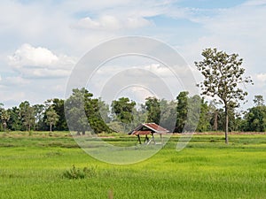 Rice farming season in Thailand