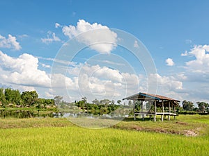 Rice farming season in Thailand