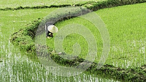 Rice Farming, Vietnam