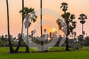 Rice farmland with sugar palm