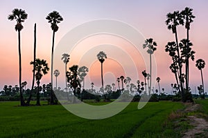 Rice farmland with sugar palm