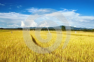 Rice field