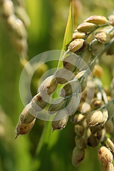 Rice field